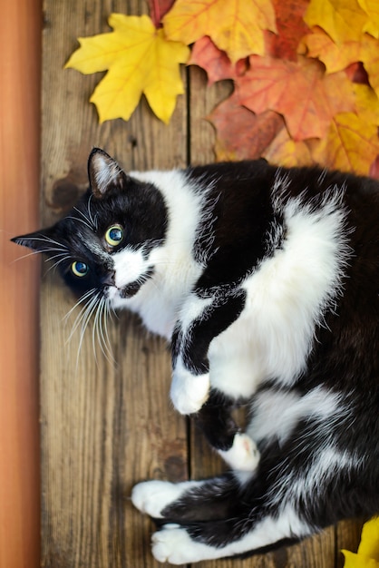 Gatto bianco e nero con foglie d'autunno