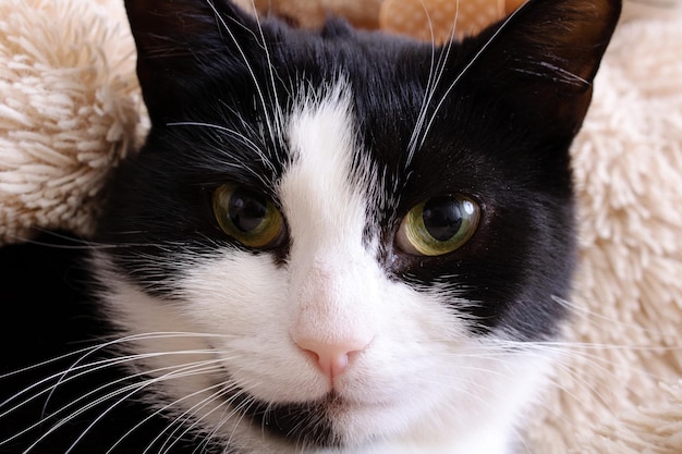 Gatto bianco e nero con occhi verdi