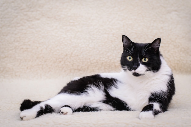 Gatto bianco e nero sdraiato sul divano