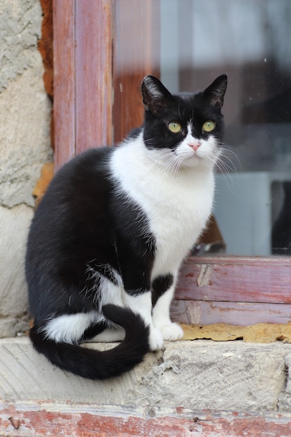 gatto bianco e nero si crogiola al sole su una finestra