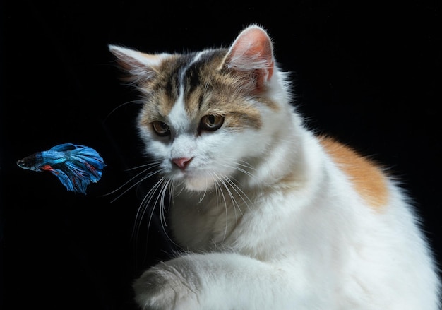 Gatto bianco e pesce betta blu con sfondo nero