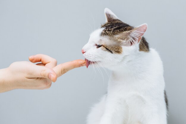 Gatto bianco esaminato da un veterinario su sfondo grigio