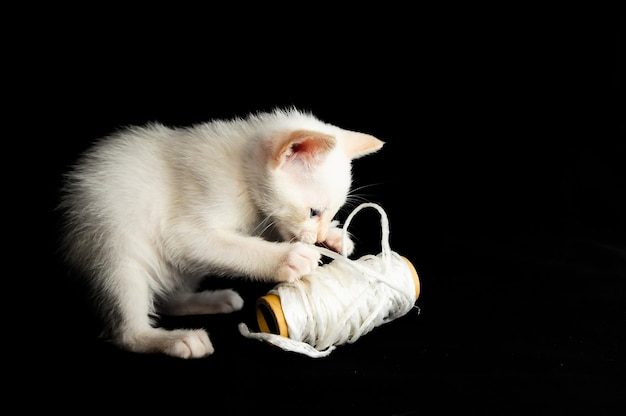 Gatto bianco giovane bambino su sfondo nero