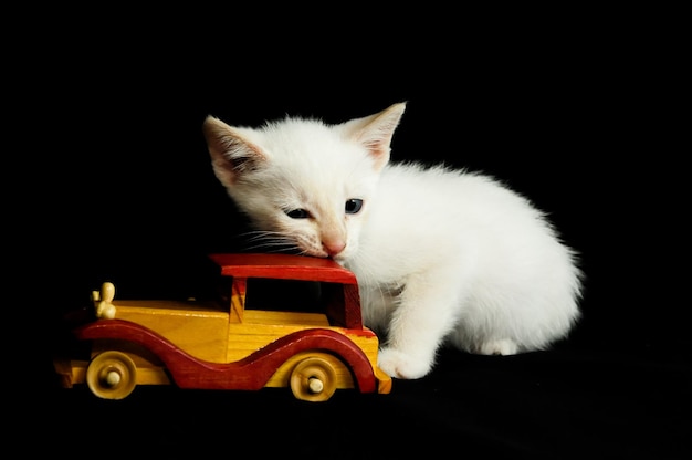 Gatto bianco giovane bambino su sfondo nero