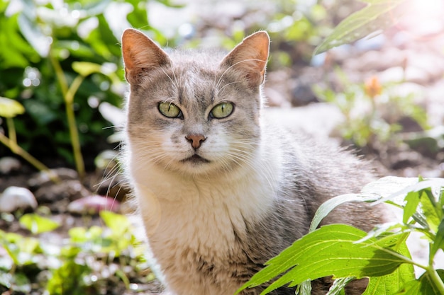 Gatto bianco grigio seduto nell'erba