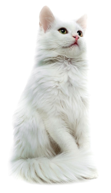 Gatto bianco isolato su sfondo bianco