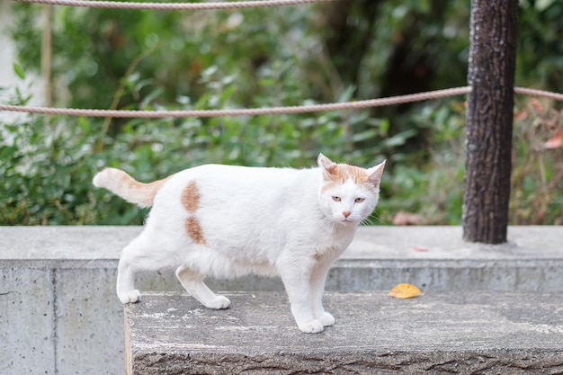 Gatto bianco nell'animale domestico del giardino e concetto di giornata internazionale del gatto