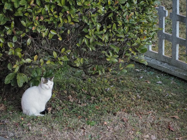 Gatto bianco nell'erba