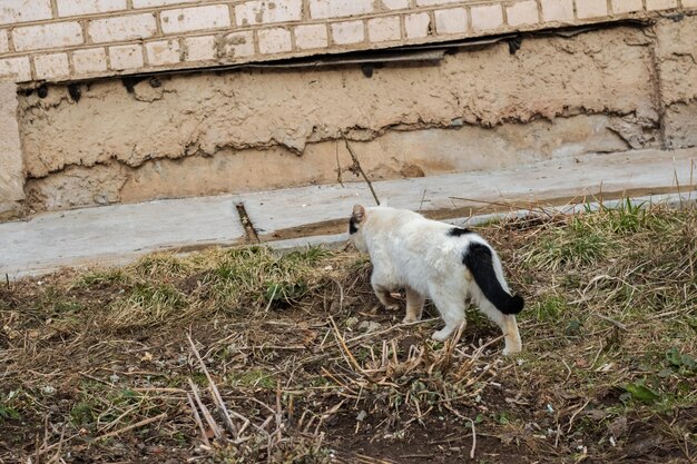 Gatto bianco nero senza casa vicino al cespuglio