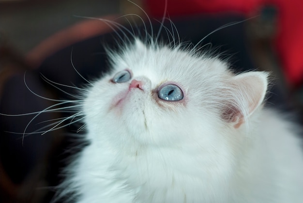 Gatto bianco persiano che osserva sopra
