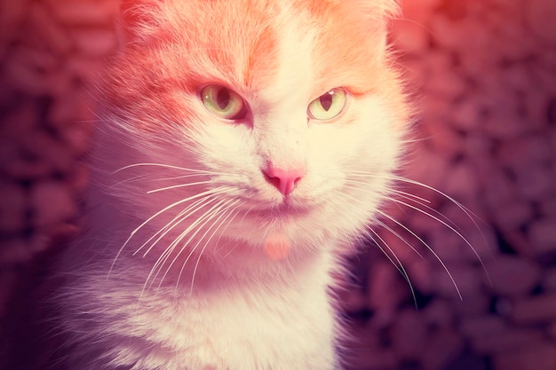 Gatto bianco rosso con occhi verdi