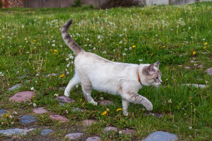 Foto gatto bianco sdraiato al sole nel prato