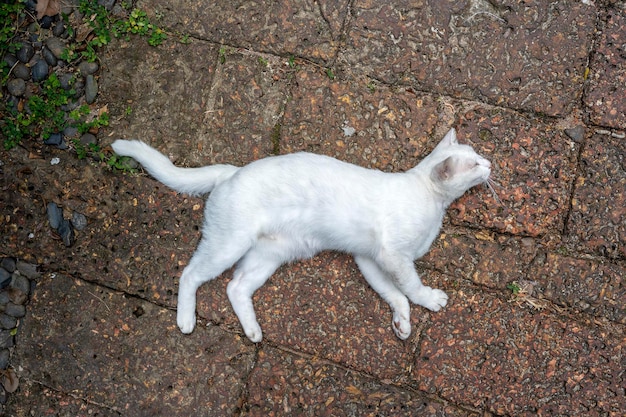 Gatto bianco sdraiato sul marciapiede da vicino