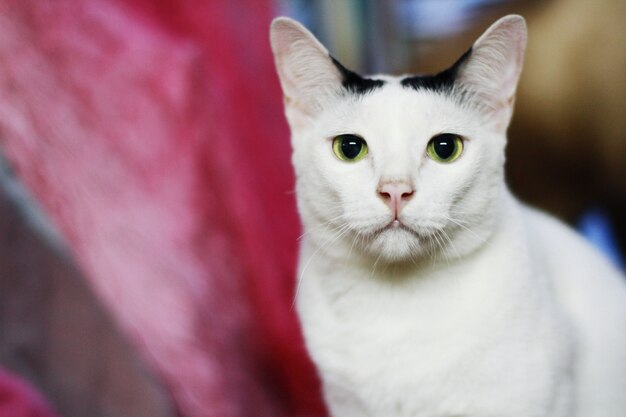 Gatto bianco seduto e godere sul tavolo