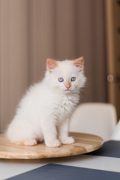 Gatto bianco soffice Gattino a casa Concetto di animali domestici