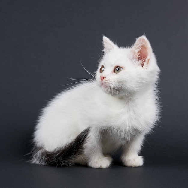 Gatto bianco su nero