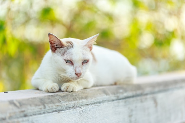 gatto bianco sul muro di cemento