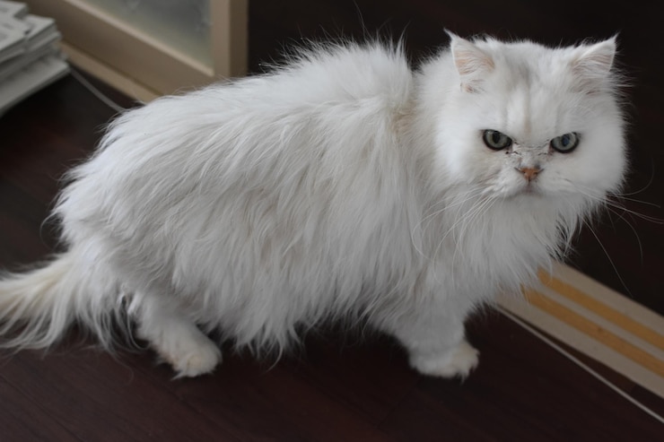 Foto gatto bianco sul pavimento di casa