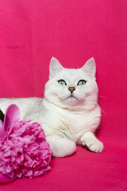 Gatto bianco vicino a un bouquet di peonie rosa su sfondo rosa Razza di cincillà argento britannico