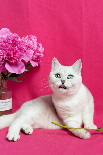 Gatto bianco vicino a un bouquet di peonie rosa su sfondo rosa Razza di cincillà argento britannico