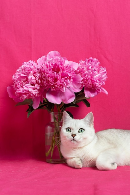 Gatto bianco vicino a un bouquet di peonie rosa su sfondo rosa Razza di cincillà argento britannico