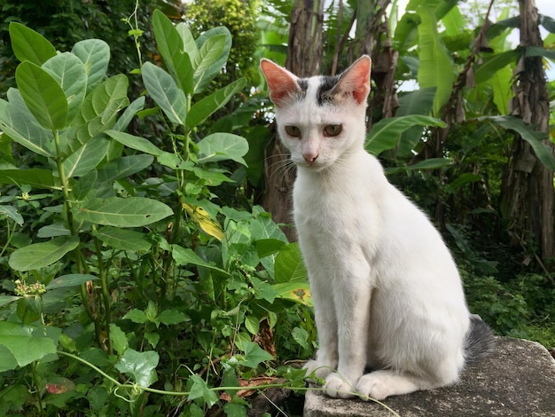 gatto bianco visto di lato