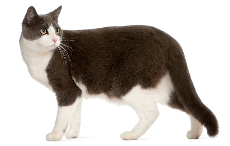 Foto gatto bianco
