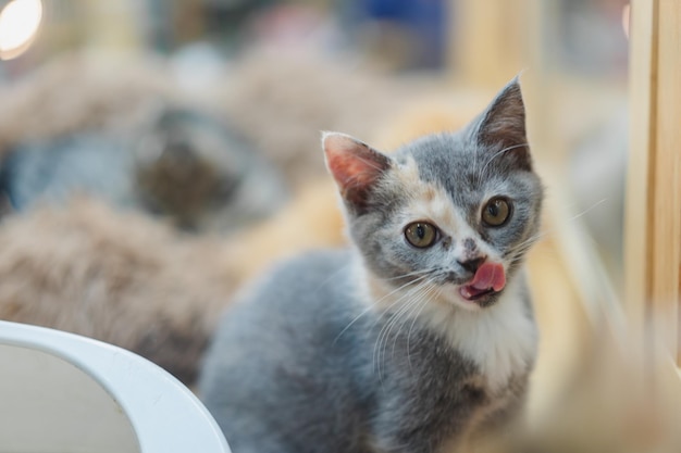 Gatto bicolore bianco e nero carino