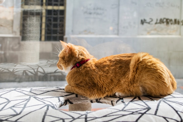 Gatto biondo, sdraiato con calma sul suo letto, guardando attraverso il vetro