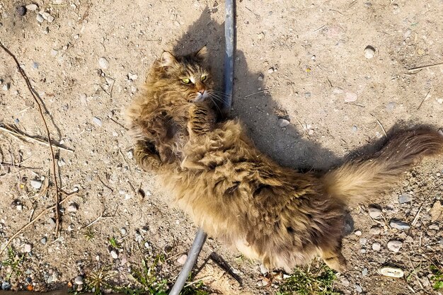 Gatto birichino cammina per strada Il gatto è sdraiato a terra Pet