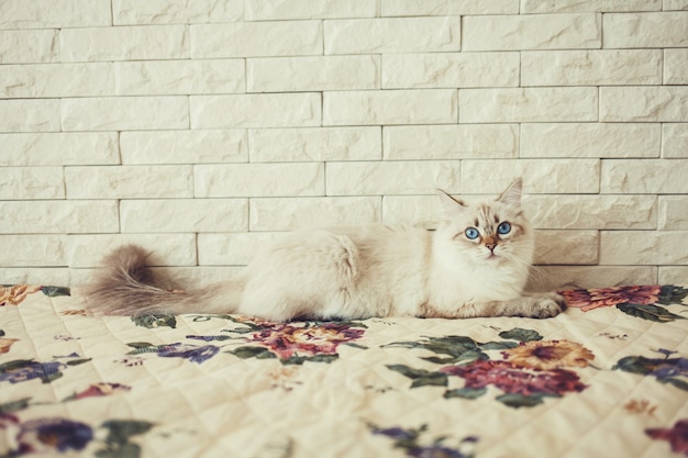 Gatto birichino seduto sul letto