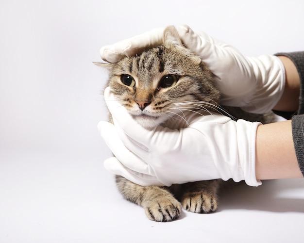 Gatto birichino su sfondo bianco