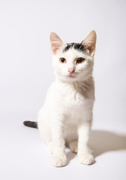 Gatto birichino su sfondo bianco