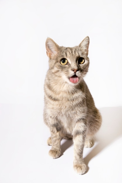 Gatto birichino su sfondo bianco