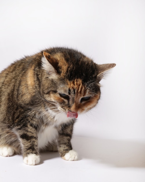 gatto birichino su sfondo bianco