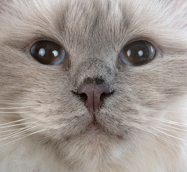 Gatto birmano sul muro bianco