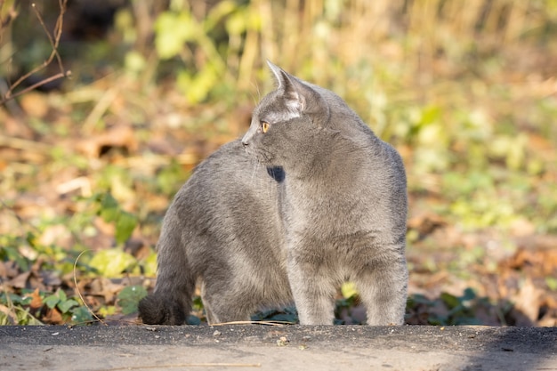 Gatto blu russo