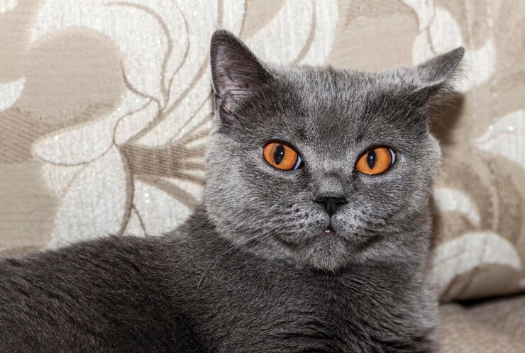 Foto gatto blu