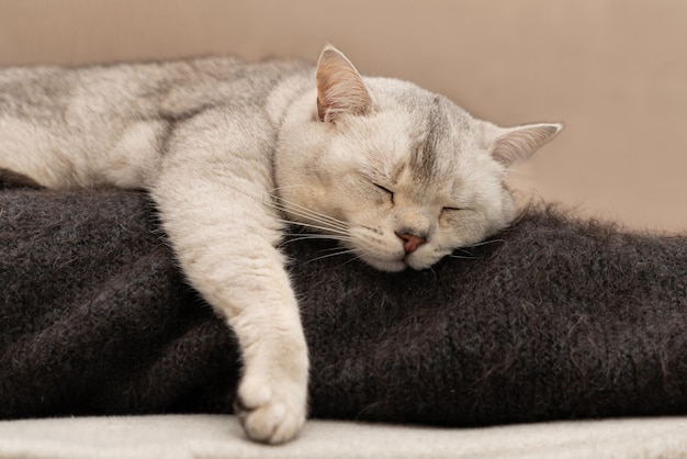 Gatto britannico a pelo corto che dorme sul lenzuolo nero