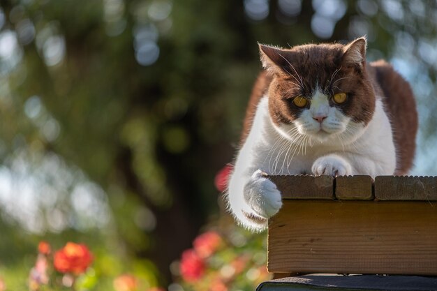 Gatto britannico a pelo corto serio con gli occhi gialli che si sdraiano sulla terrazza in legno di casa