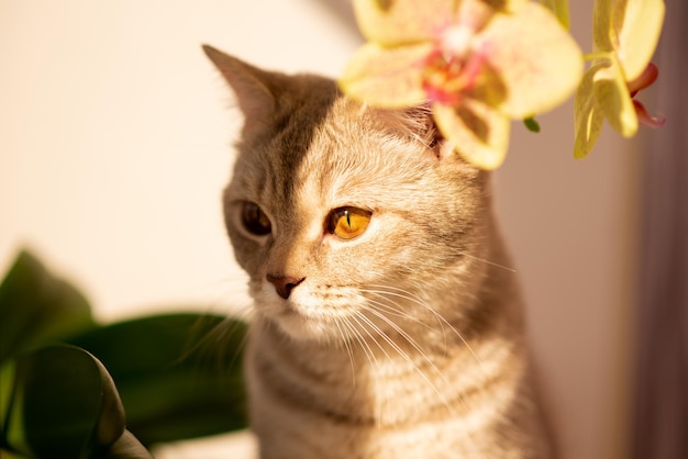 Gatto britannico con gli occhi gialli Un fiore sullo sfondo