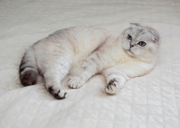 Gatto britannico con grandi occhi azzurri in un interno domestico. Un gatto grigio domestico dorme sul letto. Immagine per cliniche veterinarie, siti web sui gatti. Giornata mondiale del gatto. Animali e gatti adorabili sani.