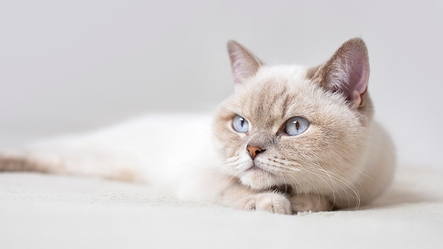 gatto britannico con il primo piano degli occhi azzurri sdraiato sul letto