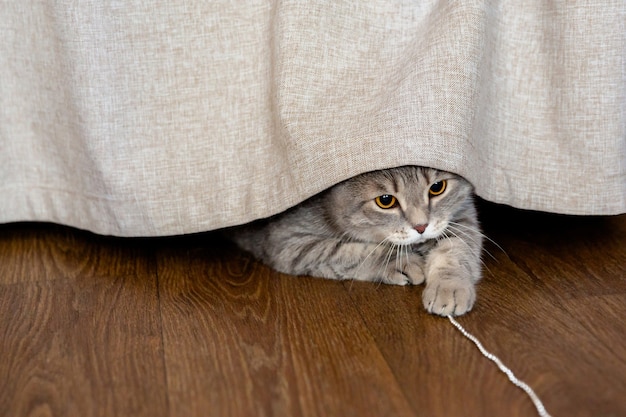Gatto britannico grasso che si nasconde dietro la tenda, giocando con ghirlande o perline.