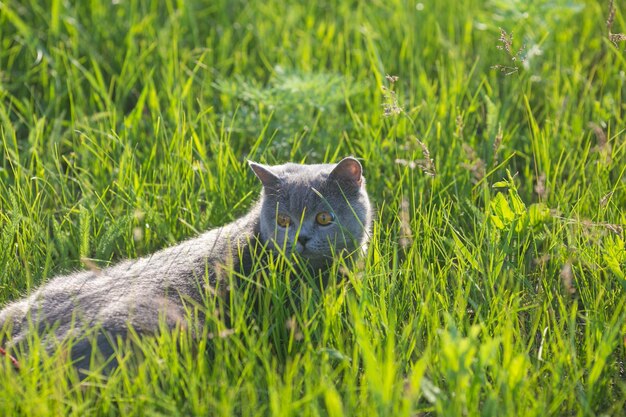 Gatto britannico grigio nell'erba