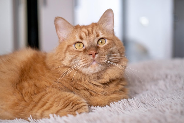 Gatto britannico rosso con occhi gialli sul letto nella stanza di casa Bellissimo animale domestico su sfondo beige