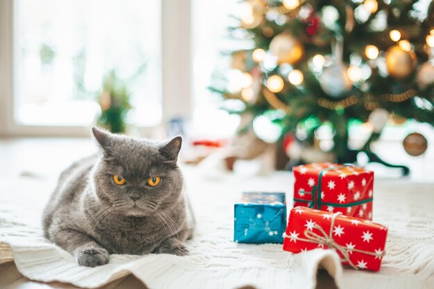 Gatto britannico sdraiato vicino a scatole regalo