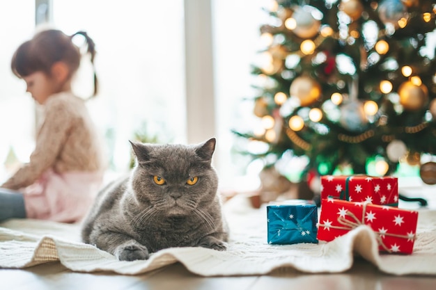 Gatto britannico sdraiato vicino a scatole regalo