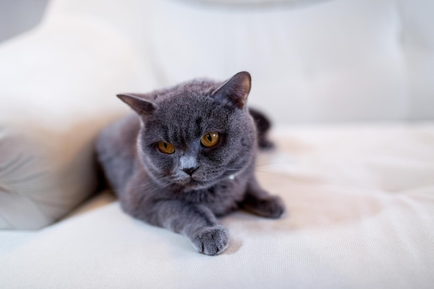 Gatto britannico shorthair seduto su sfondo bianco sfocato Concetto di animali domestici