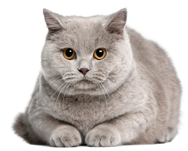 Gatto British Shorthair, 8 mesi,